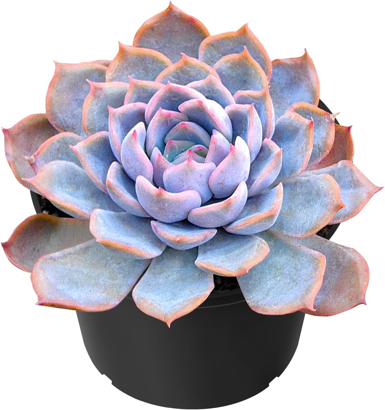Sprout N Green Echeveria Fiona, 1 Live Mini Succulent Plant Fully Rooted in 2 inch Starter Pot, Real House for Indoor Outdoor Home Office Wedding Decoration Party Favor