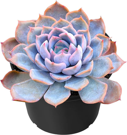Sprout N Green Echeveria Fiona, 1 Live Mini Succulent Plant Fully Rooted in 2 inch Starter Pot, Real House for Indoor Outdoor Home Office Wedding Decoration Party Favor