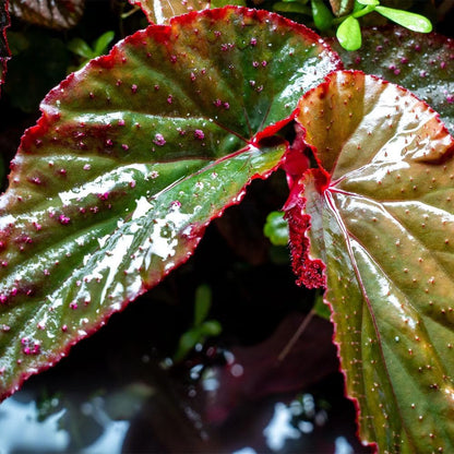 SubstrateSource Live Jungle Plants - Begonia Arabian Sunset (Begonia sp.) - Medium to High Light, Bronze Red Orange Accent, Terrarium or Paludarium, Terrestrial Plant - Pot