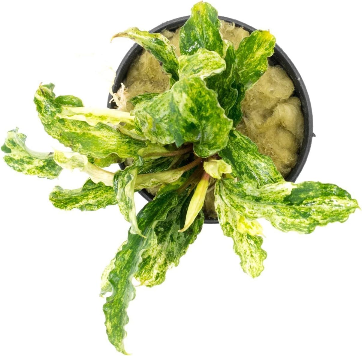 SubstrateSource Bucephalandra Variegated Green Wavy Marble Potted Live Aquarium Plant - Natural Freshwater Fish Tank Decorations, Aquatic Décor