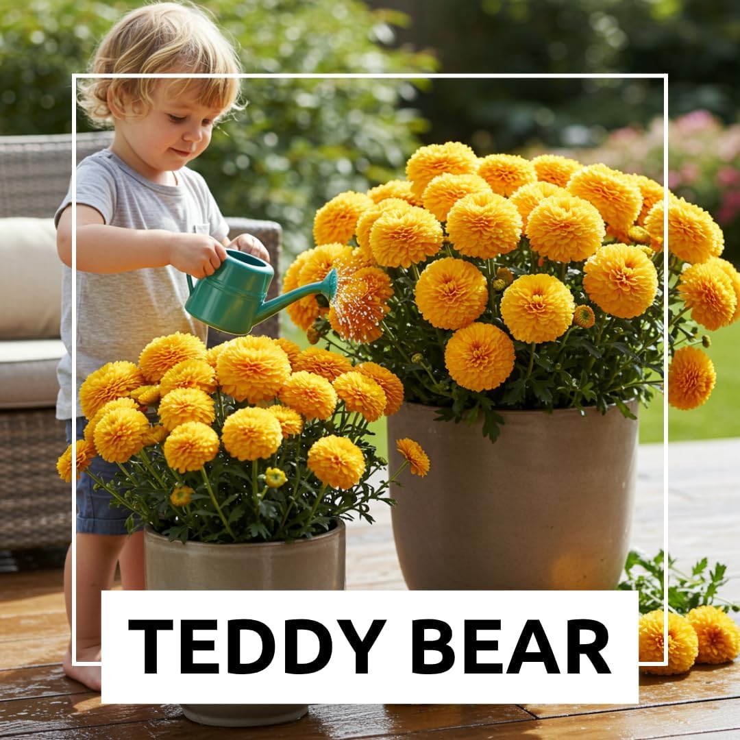 100 Teddy Bear Sunflower Seeds for Planting – Ultra-Fluffy Golden Blooms with Round Heads – Perfect for Gardens, Containers, and Pollinator-Friendly Landscaping - Unique and Fun