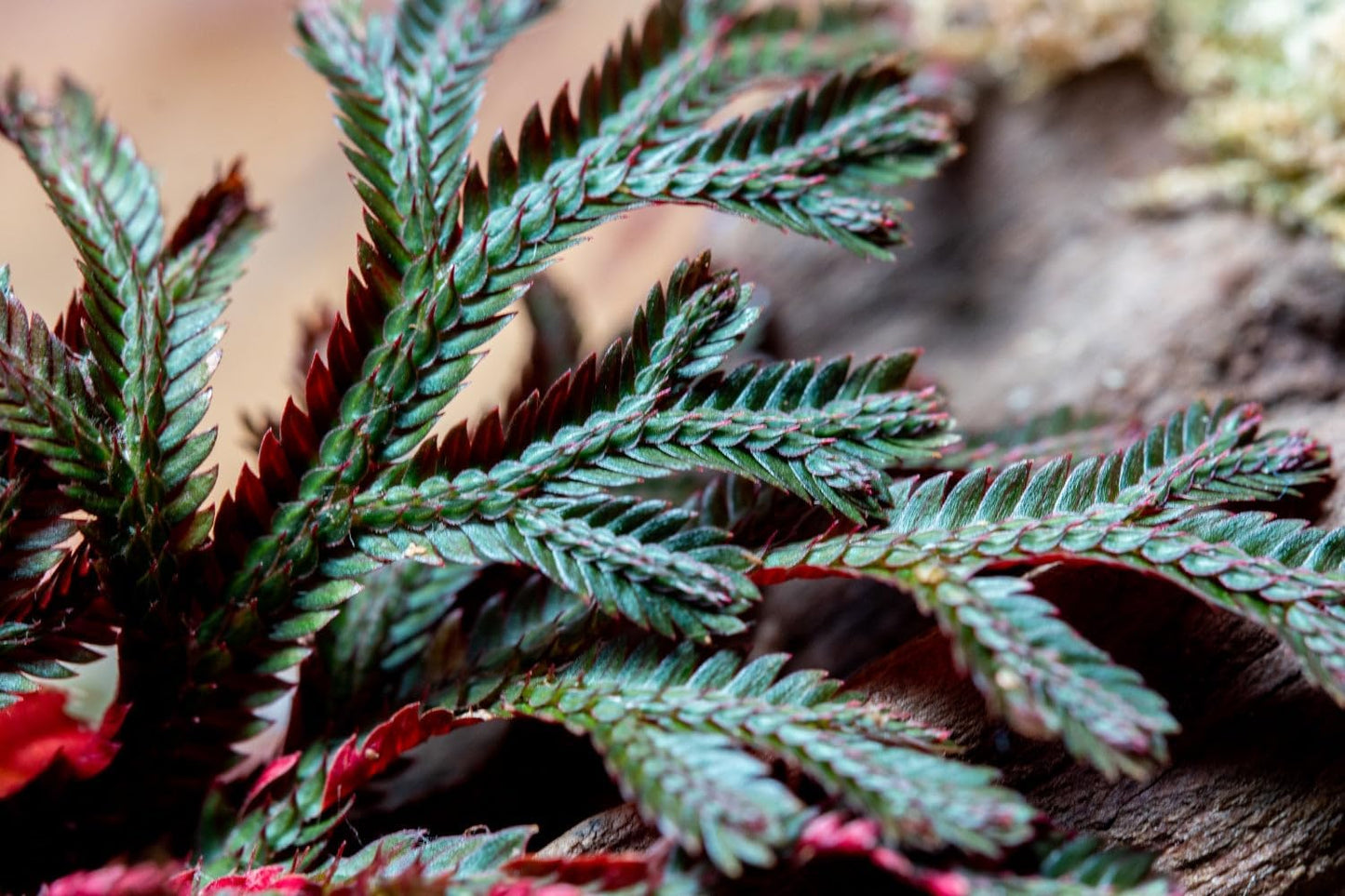 SubstrateSource Live Terrarium Plants - Spikey Moss for Terrariums, Paludariums - Easy, Beginner Friendly (Selaginella Erythropus Ruby Red Club Moss, (5 Pots))