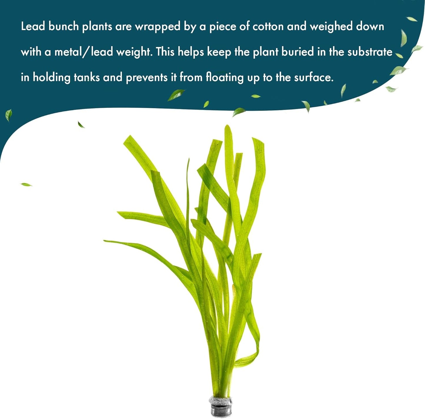 SubstrateSource Live Plant - Tall Grass, Red Jungle Vallisneria - Easy Care, Moderate to High Light, Reddish Green Accent, Freshwater Aquatic Plant for Aquascaping - Lead Bunch