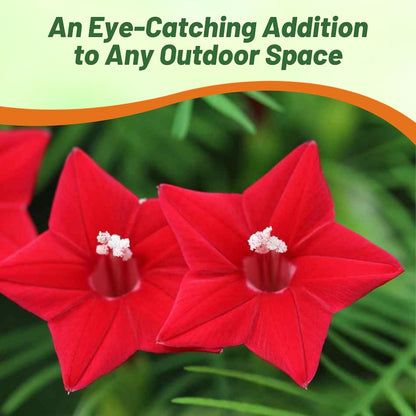 Outsidepride Red Cypress Vine Seeds - 100 Pcs Annual Flower Seeds with Nectar-Rich, Star-Shaped Flowers & Feathery, Fern-Like Leaves for Fences, Trellises, Pergolas & Vertical Gardens