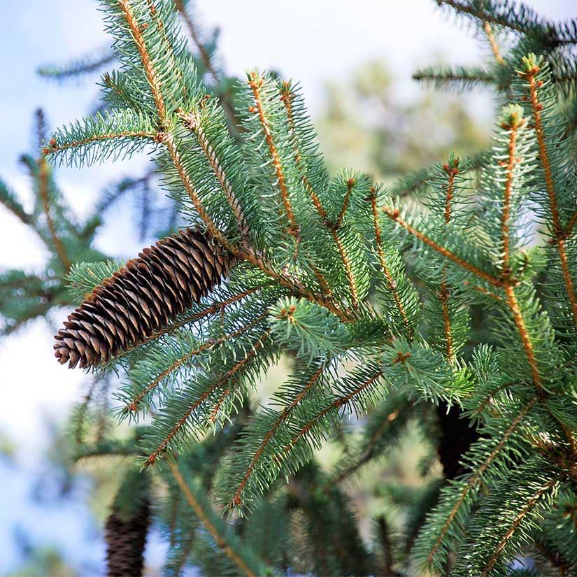Colorado Blue Spruce Tree Plug Seedlings | 6"-12" | Arbor Day Foundation (10-Pack)