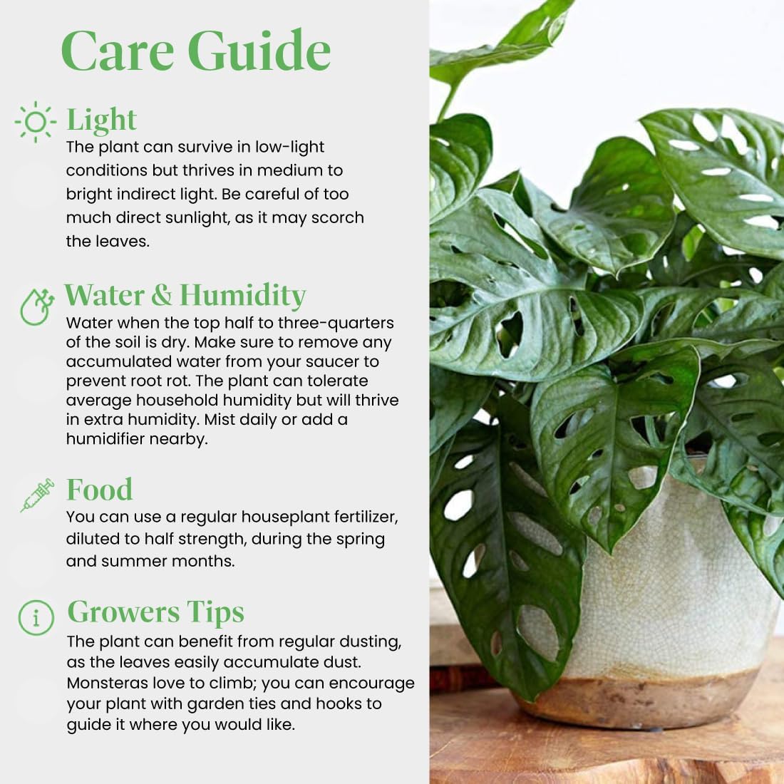 American Plant Exchange Monstera Adansonii 6-Inch – Live Swiss Cheese Vine Plant, Easy-Care Trailing Houseplant, Low-Maintenance Air-Purifying Greenery for Home, Office & Garden Décor