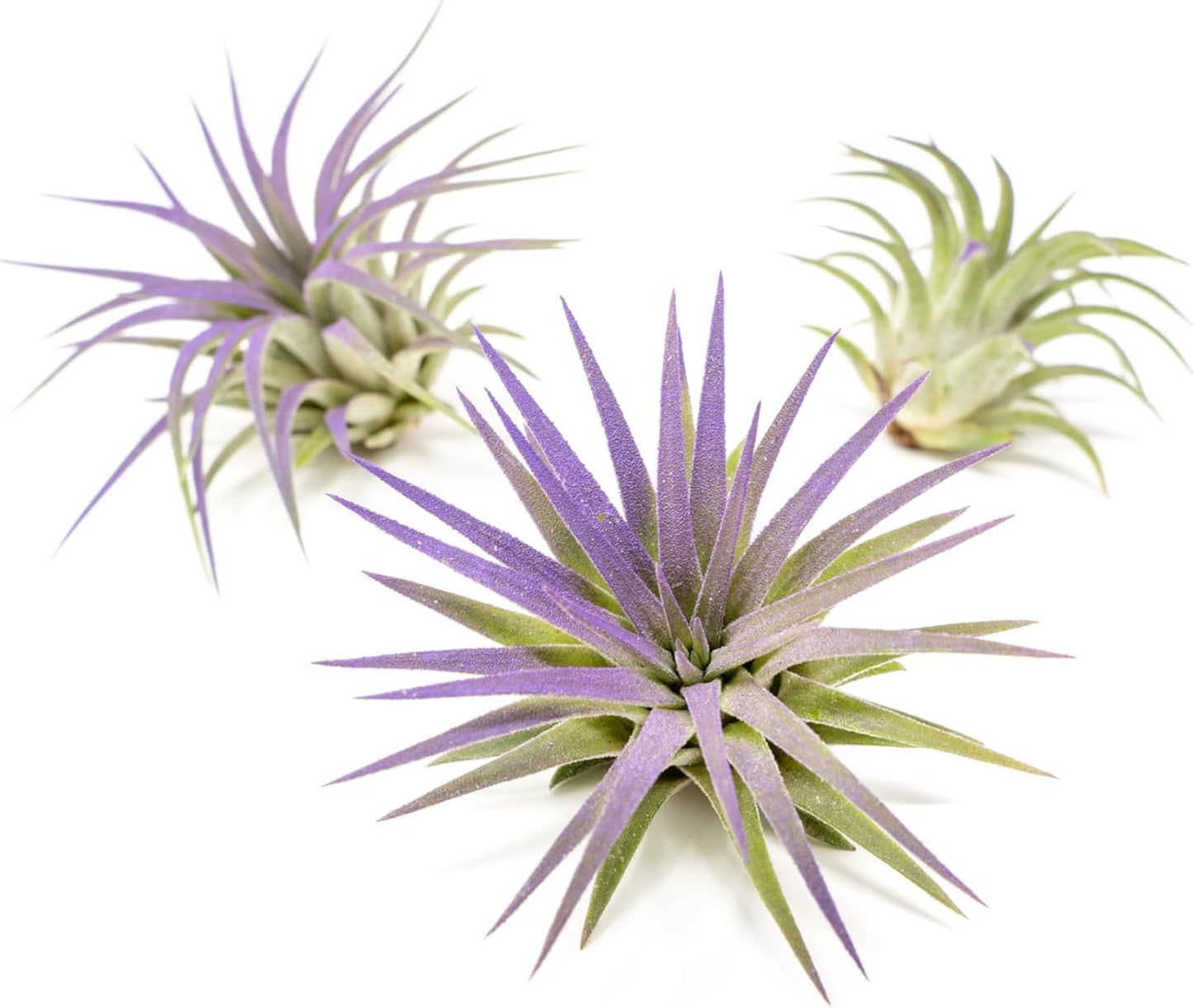 Purple Colorful Tillandsia Air Plants - Long Lasting Color Enhanced Live Tillandsia Succulent House Plants - Home and Garden Decor - Easy Care Indoor and Outdoor (Ionantha Rubra, Single)
