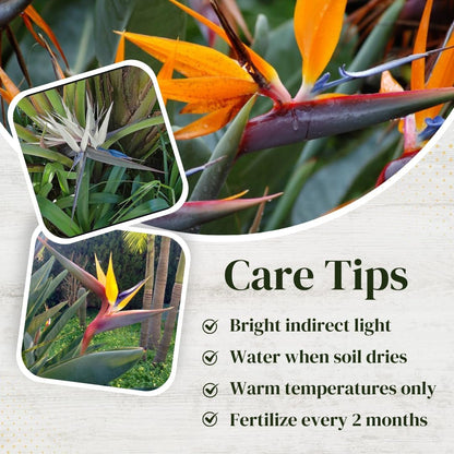 Bird of Paradise Plants Live (4-Pack), Strelitzia Plants with Perennial Orange (2) and White (2) Flowers, Indoor/Outdoor Plants, Exotic Tropical Decor, Not Artificial, 6-10" Height. 2" Pot.