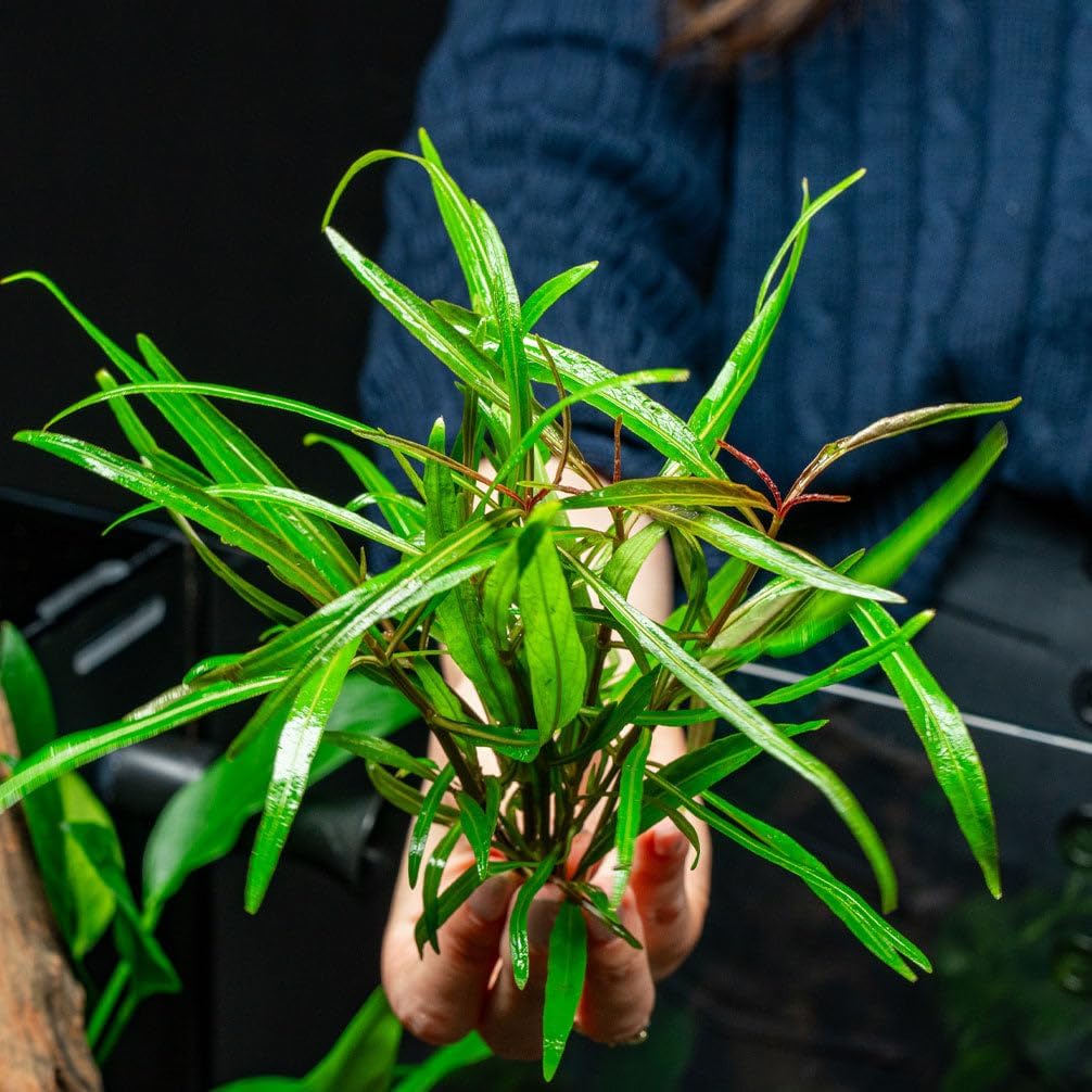 Ultum Nature Systems Live Tissue Culture - Hygrophila 'Araguaia' (Hygrophila lancea) - Moderate - High Light - Reddish-Brown Accent - Midground - 100% Snail Free Grown in-Vitro - Regular Cup