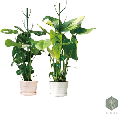 GardenPal 43.3" 6 Pack Detachable Twig Plant Support Stakes, Branch Sticks with Orchid Clips and Twist Ties, Blends with Plants - Ideal Plant Stakes for Indoor/Outdoor Use