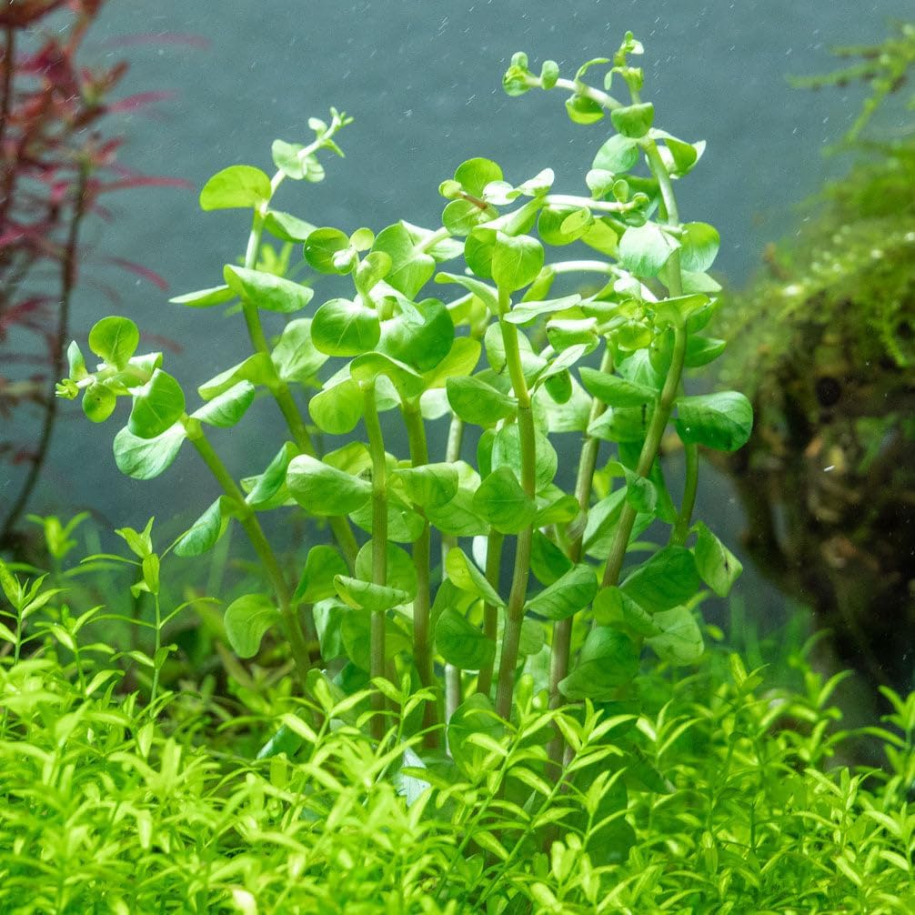 Ultum Nature Systems Live Tissue Culture - Rotala 'Colorata' - Moderate - High Light - Reddish-Pink Accent - Midground to Background - 100% Snail Free Grown in-Vitro - Regular Cup