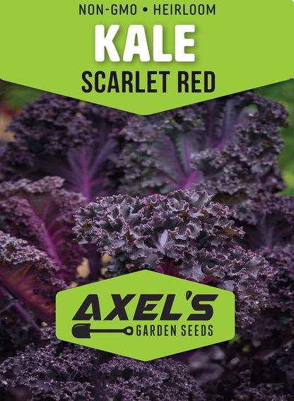 Scarlet Red Kale Seeds for Planting – Plant & Grow Heirloom Scarlet Red Kale in Home Outdoor Vegetable Garden, Brassica oleracea – 1 Packet Approx 200 Seeds