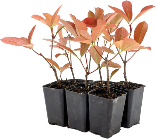 6 Red Tip Photinia, Photinia x Fraseri, Thriving in Extra Deep Nursery Cubes