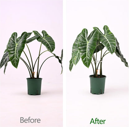 5PCS Monstera Plant Support Hook White 4.1 * 4.1 Inch – Set of 5 Durable Metal Stem Stabilizer Clips & Soft Grip Leaf Holders for Healthy Growth of Monstera & Fishbone Cactus