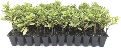 Variegated Pittosporum | 40 Live Plants | Pittosporum Tobria Variegatum | Evergreen Border Accent Hedge Shrub