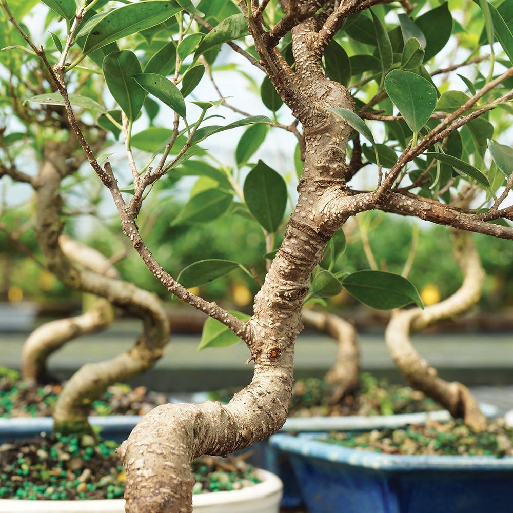 Brussel's Bonsai Live Golden Gate Ficus Indoor Bonsai Tree - Small, 4 Years Old, 5 to 8 In - Live Bonsai Tree in Ceramic Bonsai Pot with Humidity Tray