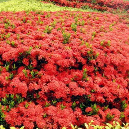 2 Red Ixora Live Plants, Well-Rooted Flowering Ixora Shrub Seedlings, 4-9” Tall, Tropical Ixora Bush for Indoor or Outdoor Garden