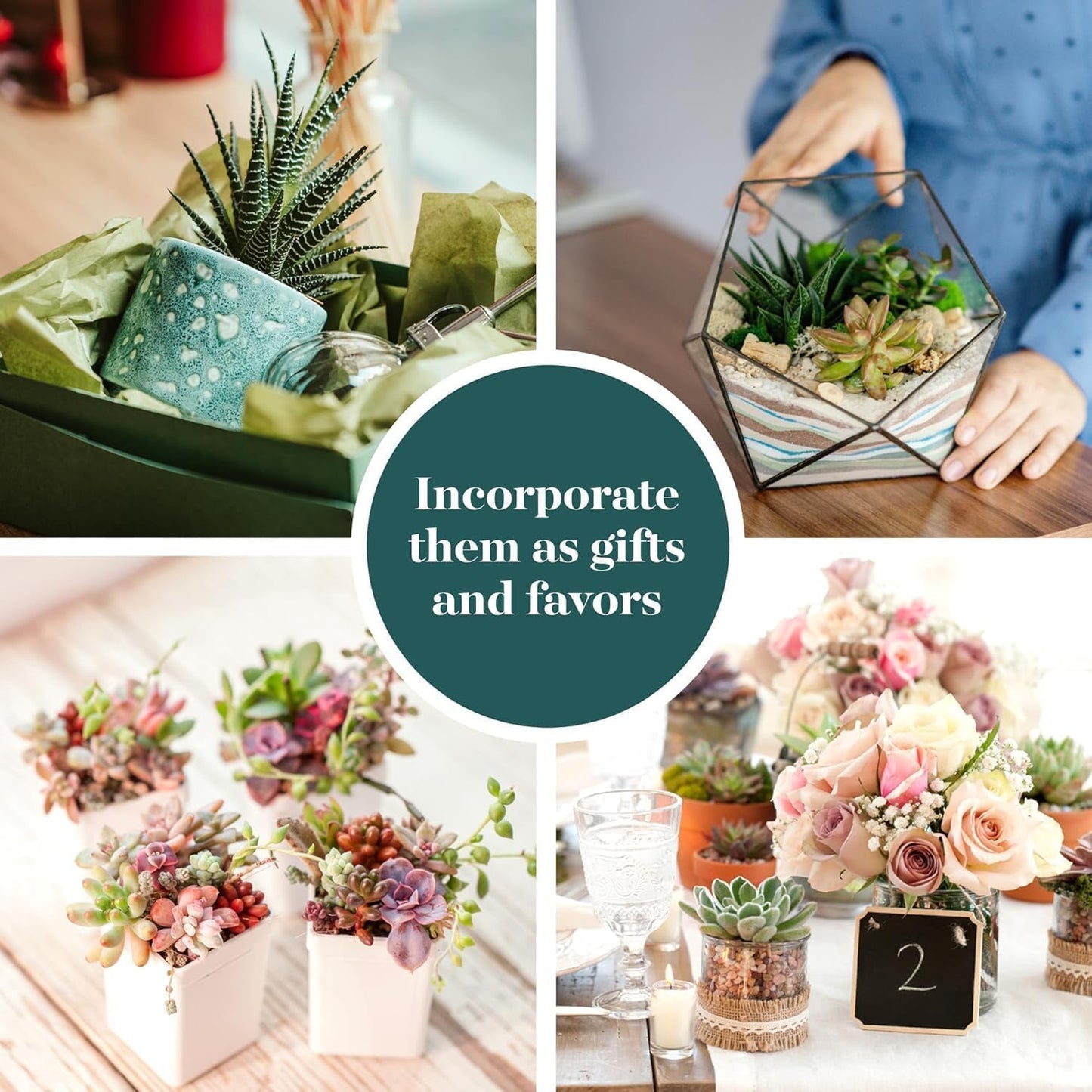 Shop Succulents Endless Summer Succulent Pack Collection - Live Mini Succulent Plants, Low Maintenance, Colors & Textures - Wedding and Party Favors, Gift & Garden, Pack of 256
