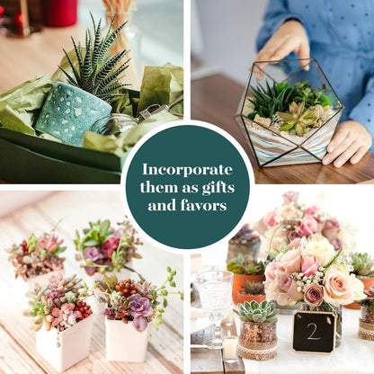 Shop Succulents Collectors Succulent Plant Pack Collection - Live Mini Succulent Plants, Low Maintenance, Colors & Textures - Wedding and Party Favors, Gift & Garden, Pack of 256