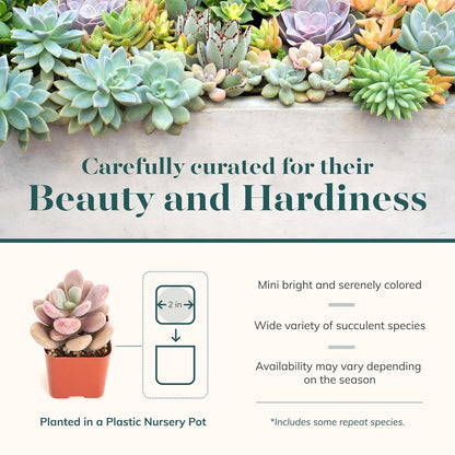 Shop Succulents Pastel Succulent Plant Pack Bulk Collection - Live Mini Succulent Plants, Low Maintenance, Bright & Serene Colors & Textures - Wedding and Party Favors, Gift & Garden, Pack of 64