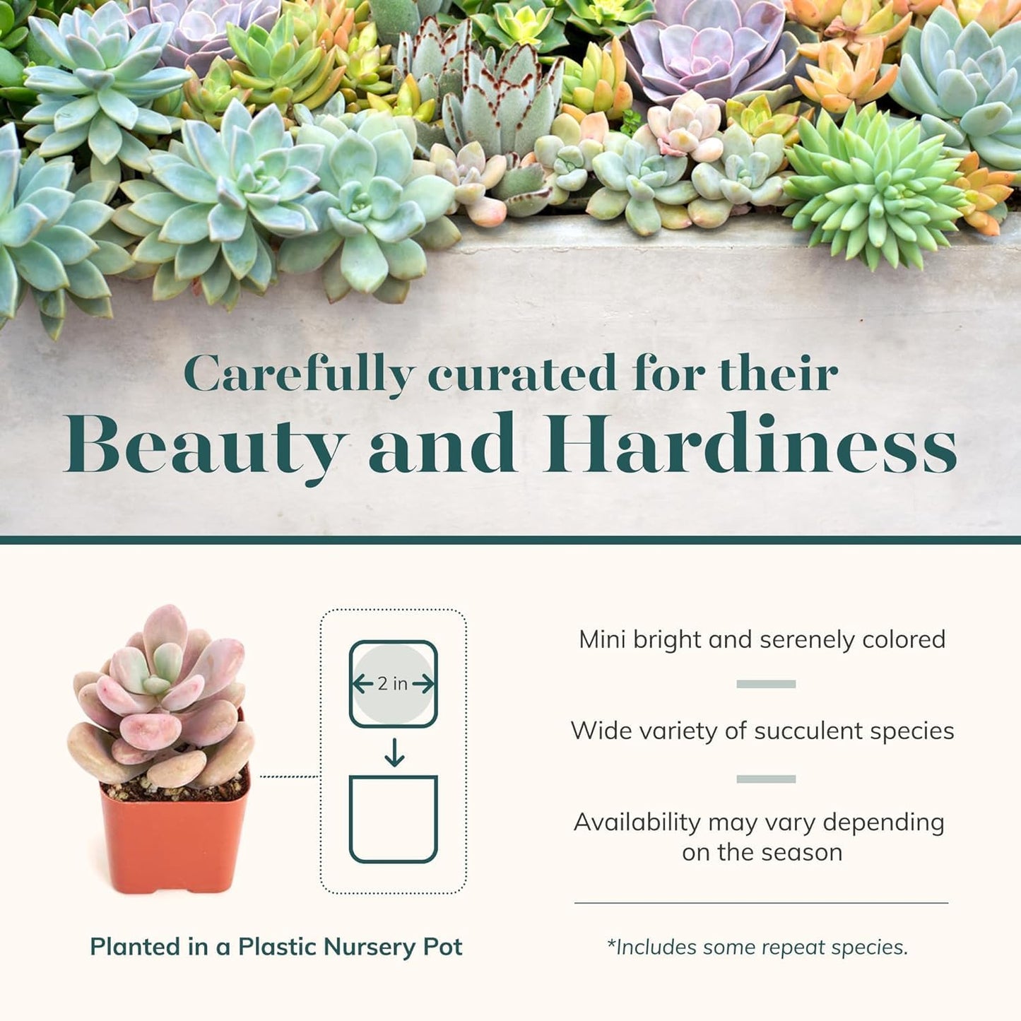 Shop Succulents Pastel Succulent Plant Pack Bulk Collection - Live Mini Succulent Plants, Low Maintenance, Bright & Serene Colors & Textures - Wedding and Party Favors, Gift & Garden, Pack of 128