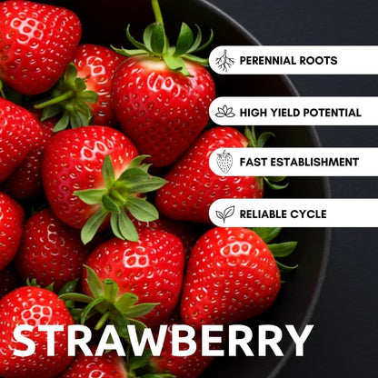 Mountain Jewels Strawberry Plants - Grow Giant Strawberries - Bare Root Plants for Growing (20 Plants)