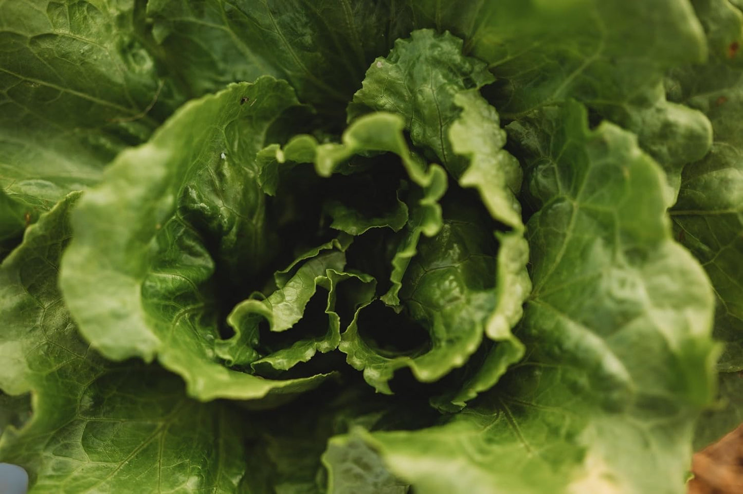 Arianna Batavian Lettuce - 500 Seeds - Non-GMO Batavian Lettuce Seeds for Planting in The Home Garden, Thresh Seed Company