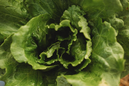 Arianna Batavian Lettuce - 500 Seeds - Non-GMO Batavian Lettuce Seeds for Planting in The Home Garden, Thresh Seed Company