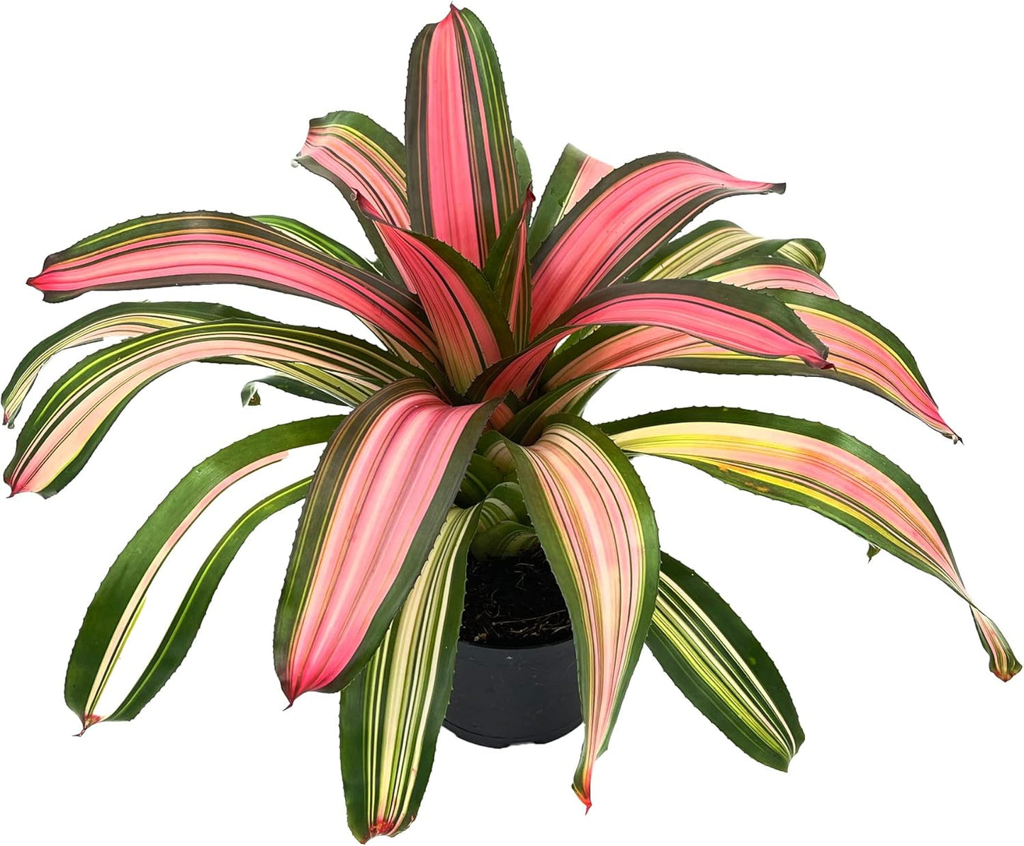ragnaroc Live Plants – Bromeliad Neoregelia Minerva, 8-12" in 6" Pot - 1ct - Live Arrival Guaranteed - House Plants for Home Decor & Gift
