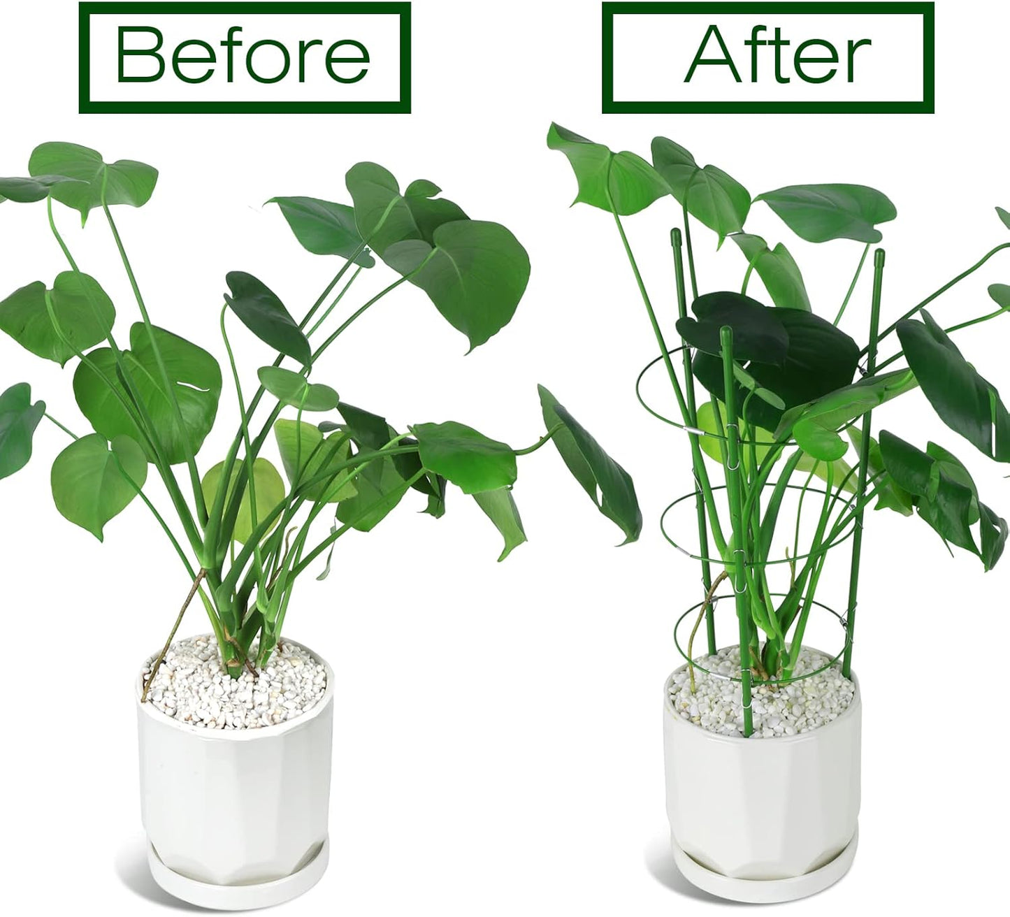 LEOBRO Tomato Cage, 2 PCS Plant Support Cage Rust Resistant Garden Ring Stake Plant Support for Tomato, Trellis, Climbing Plant, Flower, Small Plant Cages for Small Plants,17.7" H