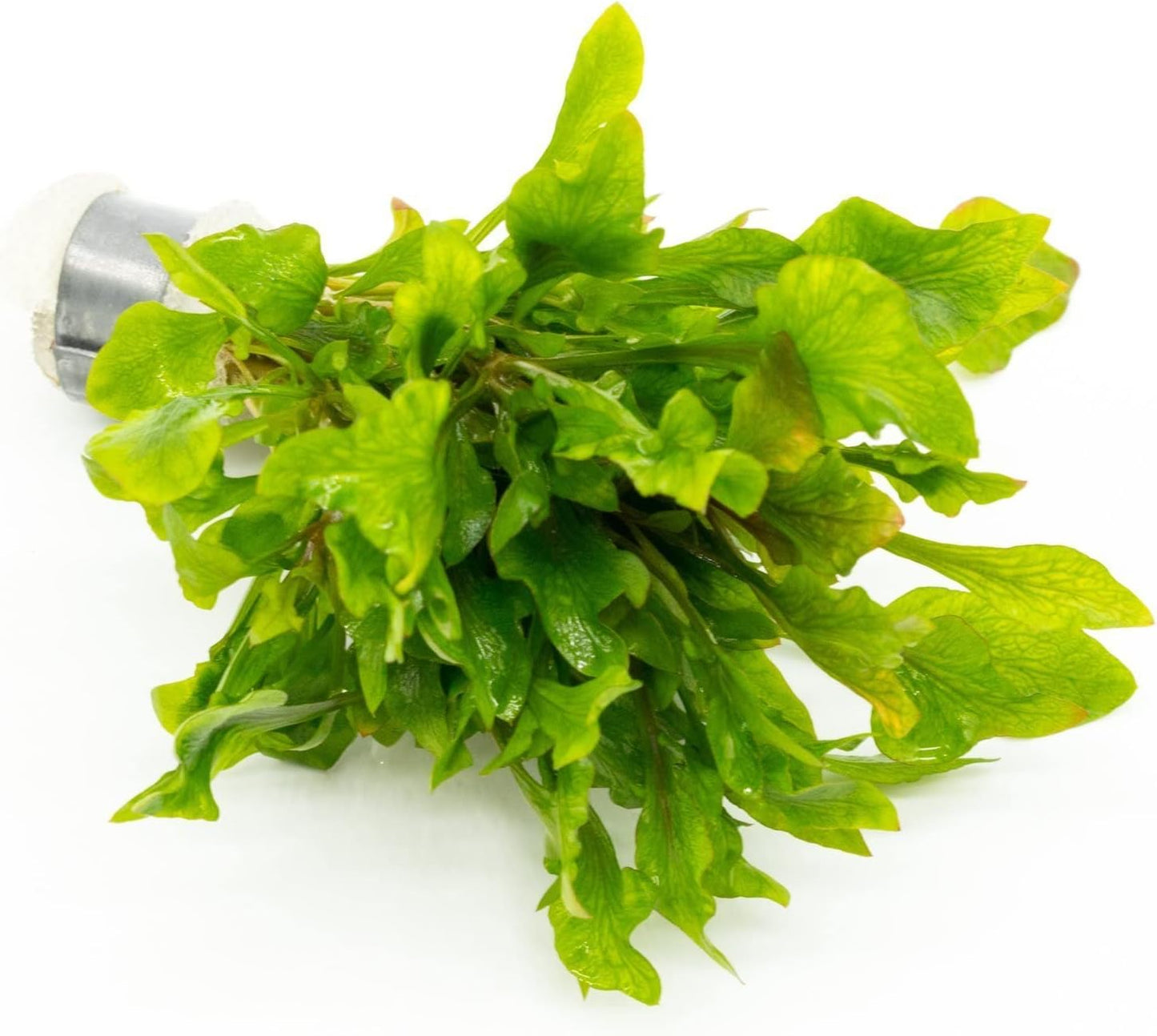 SubstrateSource Live Aquarium Stem Plants - Freshwater Aquatic Plant for Fish Tanks, Aquascaping - (Ammania Senegalensis, 1 Bunch)