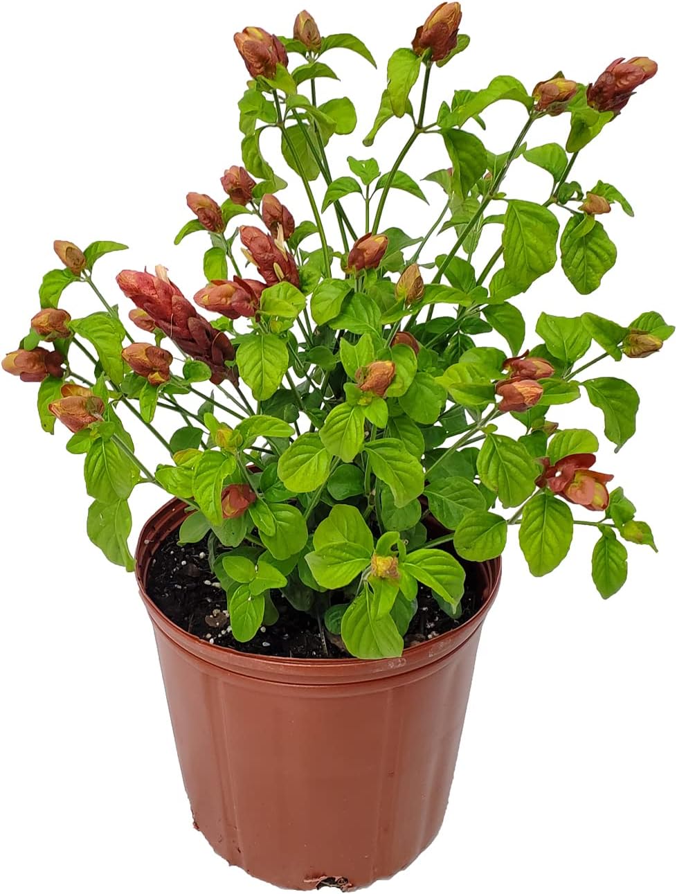 Shrimp Plants (Bush)