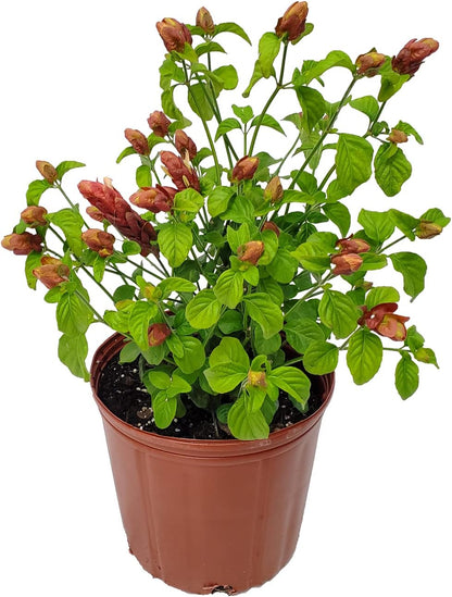 Shrimp Plants (Bush)