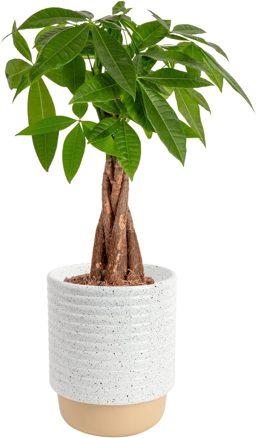 Costa Farms Money Tree Live Plant | 12-16 Inches Tall Bonsai | Easy to Grow Indoor Houseplant in 4-Inch Plant Pot | Home, Office, or Room Decor