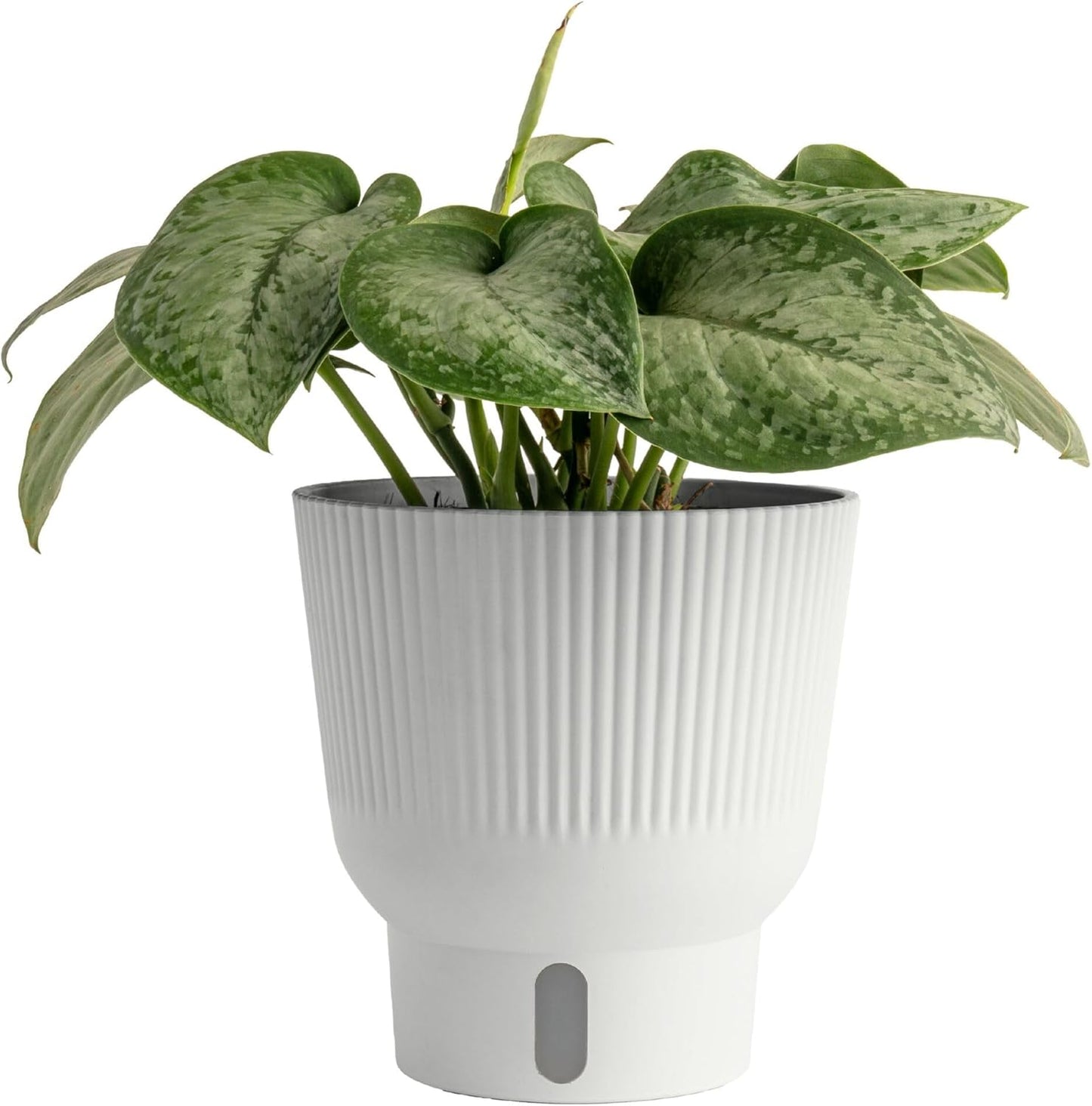 Costa Farms Scindapsus Mount Salak Live Plant in Self Watering Pot, Indoor Houseplant, Perfect for Home, Room, or Office Decor, Great House Warming or Birthday Gift, 12-14 Inches Tall