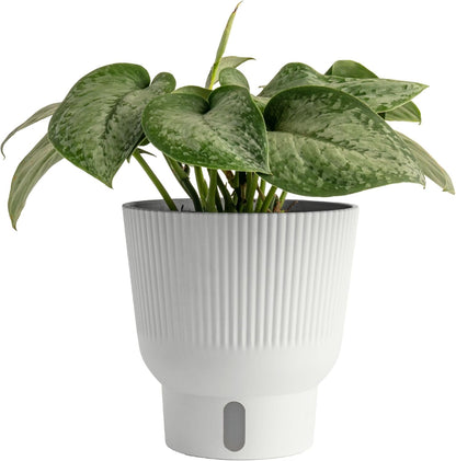 Costa Farms Scindapsus Mount Salak Live Plant in Self Watering Pot, Indoor Houseplant, Perfect for Home, Room, or Office Decor, Great House Warming or Birthday Gift, 12-14 Inches Tall