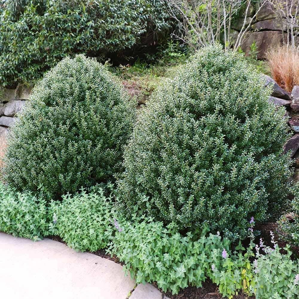 Steeds Holly I 10 Live Plants I Upright Ilex Crenata | Upright Evergreen Shrub for Privacy Screens, Hedges, and Ornamental Landscaping