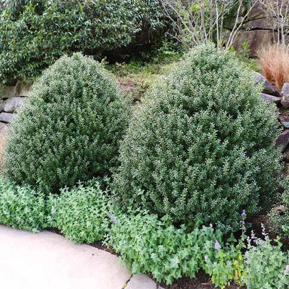 Steeds Holly I 40 Live Plants I Upright Ilex Crenata | Upright Evergreen Shrub for Privacy Screens, Hedges, and Ornamental Landscaping