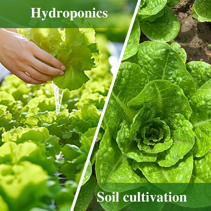 Romaine Lettuce Seeds, High Germination Non-GMO USA Grown Premium Vegetable Seeds for Planting, 9 Grams Seeds Great for Indoor Outdoor Garden