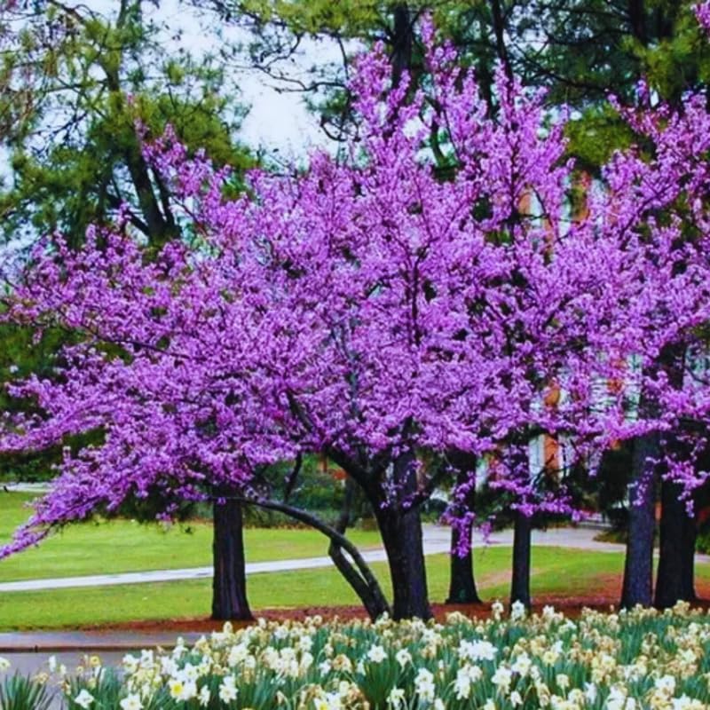 5 Dormant Eastern Redbud Trees Live Plants Seedlings Bare Roots, 6 to 13 Inc Tall Red Bud Trees Live Plants, American Redbud Tree, Cold Hardy