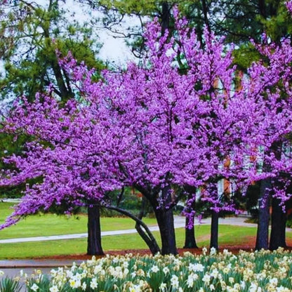 5 Dormant Eastern Redbud Trees Live Plants Seedlings Bare Roots, 6 to 13 Inc Tall Red Bud Trees Live Plants, American Redbud Tree, Cold Hardy