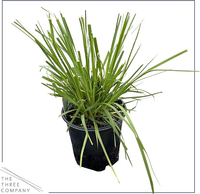 Live Ornamental Perennial Grass - White Pampas (2 Per Pack), Showy Accent Plant, 12" Tall by 6" Wide in 1.5 Quart Pot