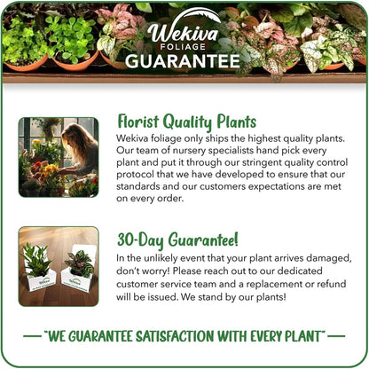 Berry Variety Pack - 4 Live Starter Plants - A Selection of Blueberry, BlackBerry, and Raspberry Varieties for Your Edible Garden