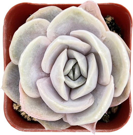 Sprout N Green Echeveria Blue Surprise, Mini Live Succulent Fully Rooted in 2 inch Starter Pot with Soil Mix, House Plant for Indoor Outdoor Home Office Wedding Decoration Party Favor