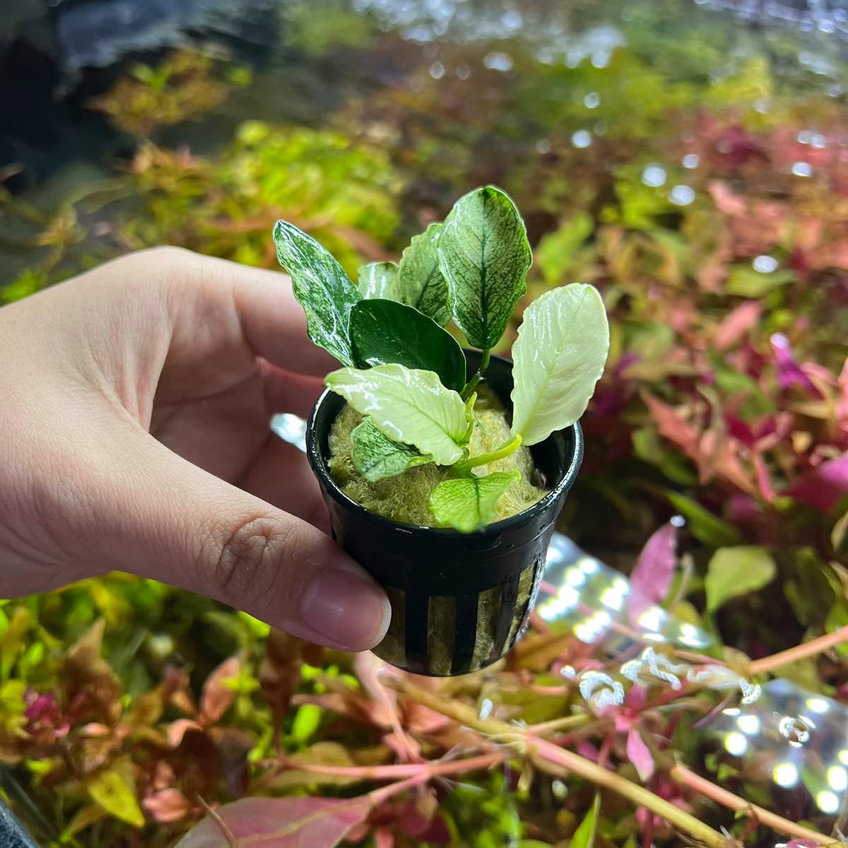 SubstrateSource Anubias Live Aquarium Plants - Potted Freshwater Plant for Fish Tanks, Terrariums - Beginner Friendly Low Light (Nana Pinto, 1 Pot)