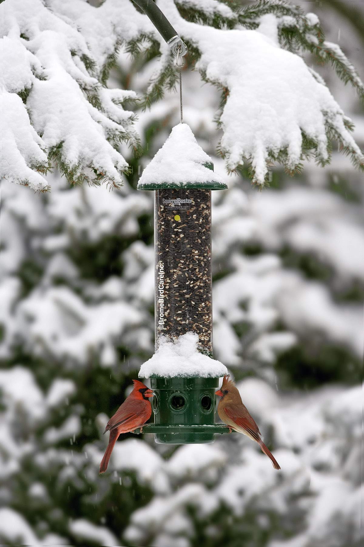 Squirrel Buster Plus Squirrel-proof Bird Feeder w/Cardinal Ring and 6 Feeding Ports, 5.1-pound Seed