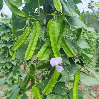 Rare Winged Bean Seeds - 15 Seeds, Non-GMO, Heirloom Vegetable Dragon Four-Angled Bean Seed for Planting – High-Yield, Nutritious, Tropical Climbing