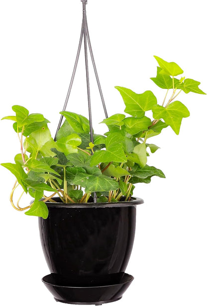 Thorsen's Greenhouse Live Green English Ivy Plant, Hedera Helix, Natural Air Purifier, Easy to Grow, Live Indoor Houseplant, 4" Diameter Pot (Black - Hanging)