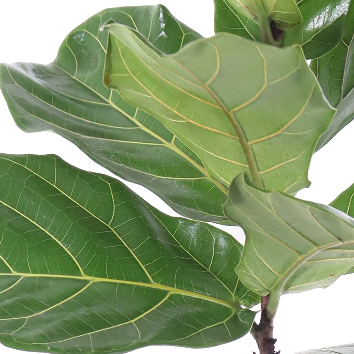 United Nursery Fiddle Leaf Fig – Ficus Lyrata Standard Tree in 10” Grower Pot – 24–34 Inches Tall – Upright Indoor Plant with Large Green Leaves – Easy-Care Tropical Houseplant for Home or Office