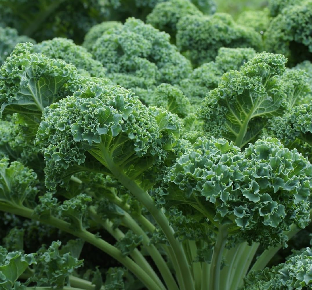 Curled Blue Kale Seeds for Planting – Plant & Grow Heirloom Non-GMO Curled Blue Vates Kale Home Outdoor Vegetable Garden, Brassica oleracea VAR. acephalla – 3 Packets